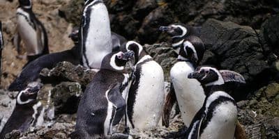 Ancud, Fuerte de San Antonio, Museo y Las Pingüineras